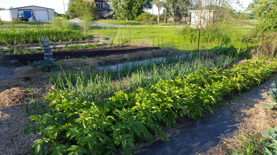 Permanent raised beds
