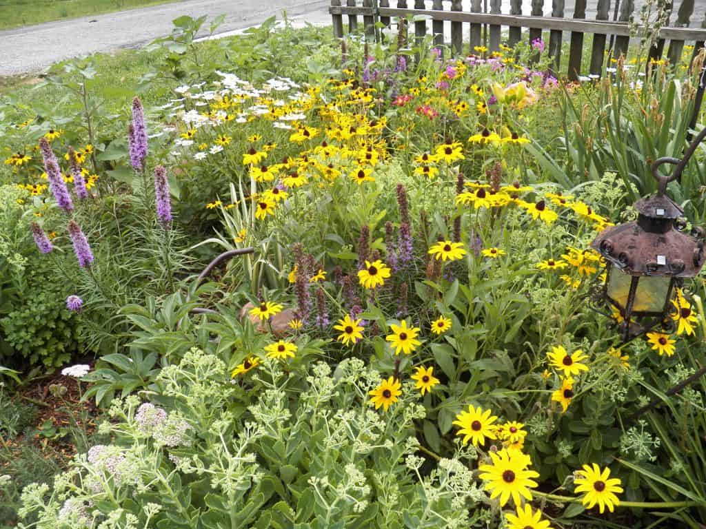 landscape bed of perennials