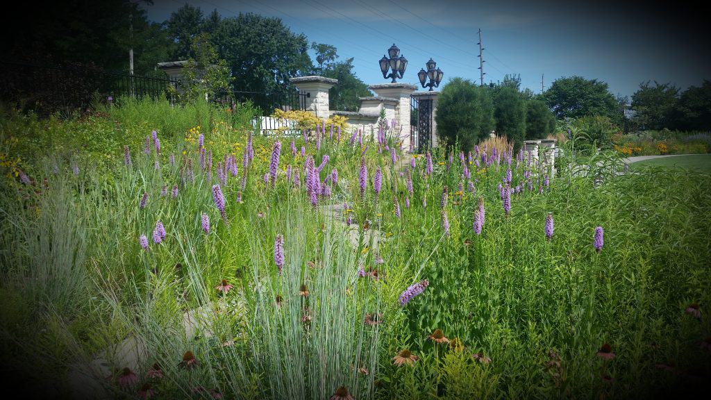 blazingstars blooming at the KSU Gardens