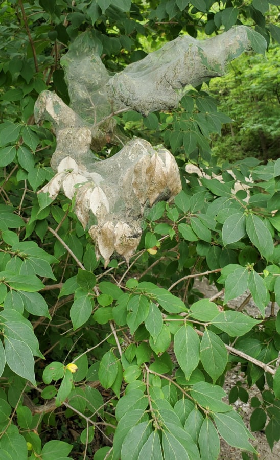 fall webworms on honeysuckle