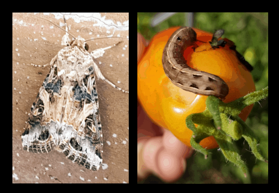 yellow-striped armyworms