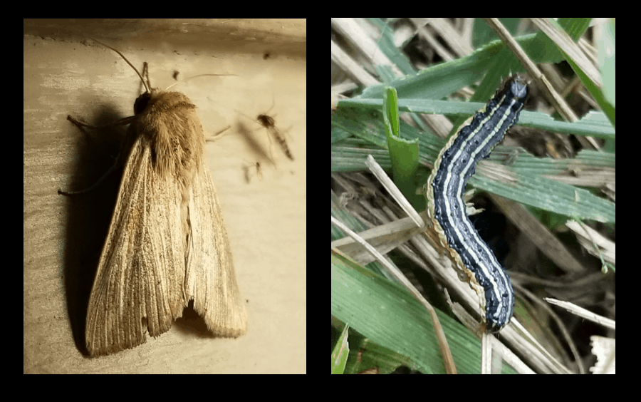 fall armyworms