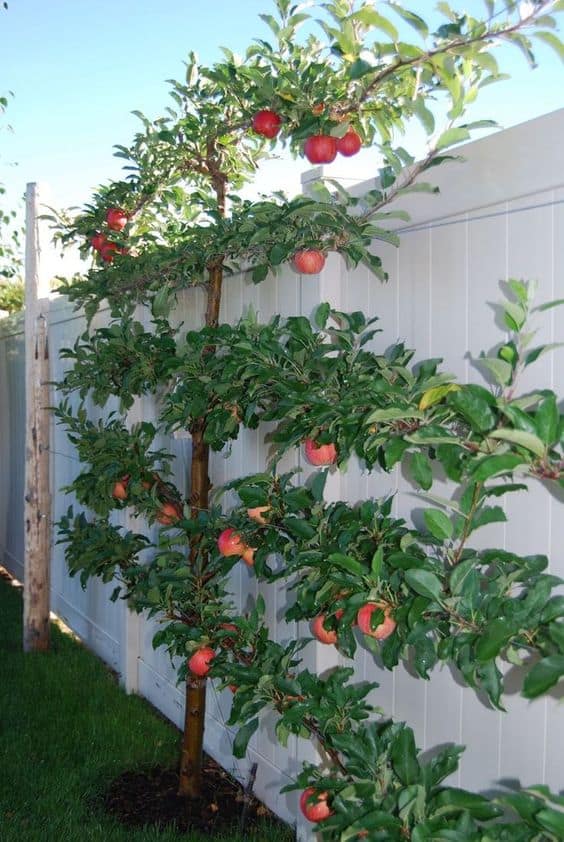 espaliered apple