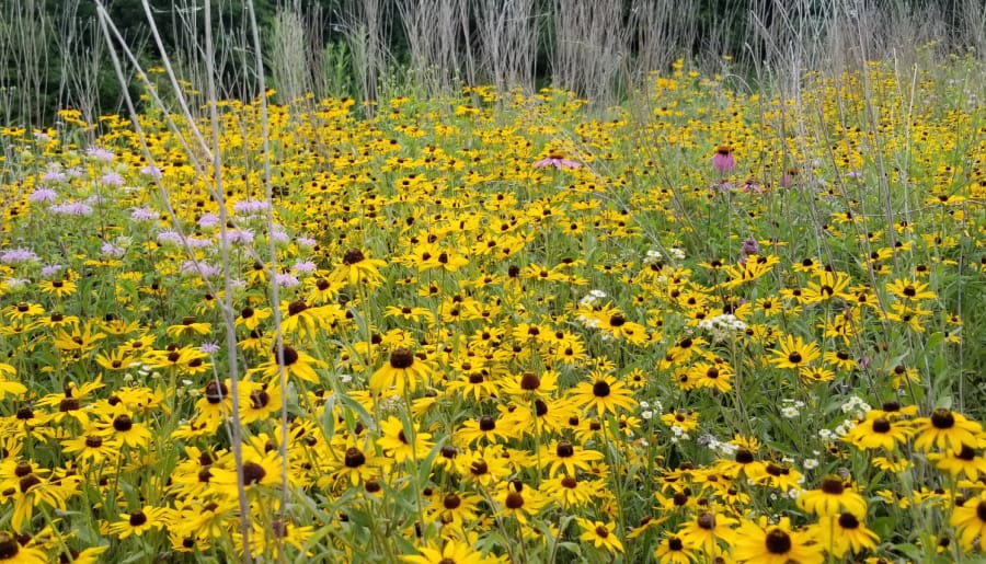 Rudbeckia hirta blooming