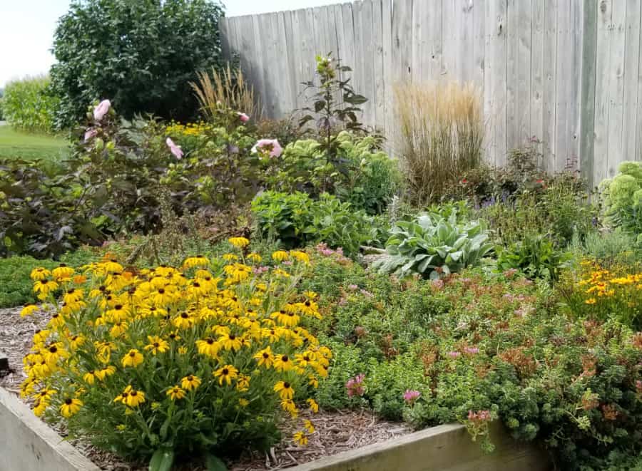 'American Gold Rush' rudbeckia