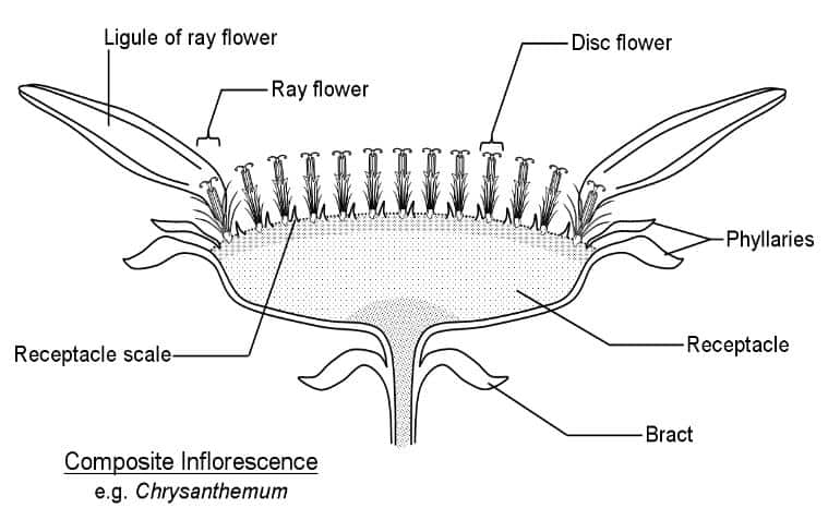diagram of a composite flower