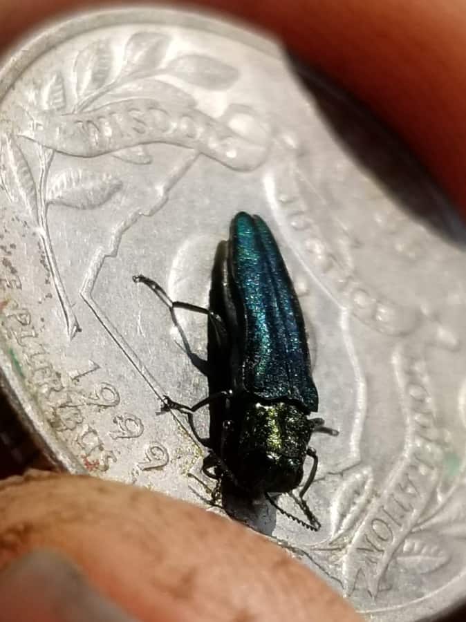 Emerald ash borer adult beetle comparison to quarter