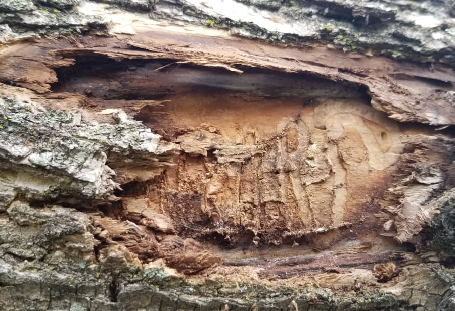 EAB galleries under the bark