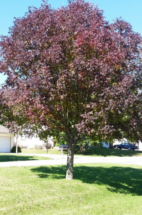 healthy white ash tree