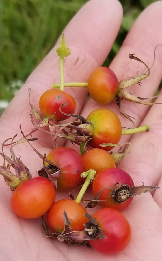 rose hips