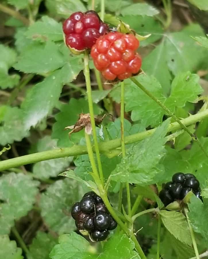 dewberries