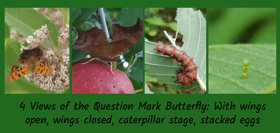 question mark butterfly stages