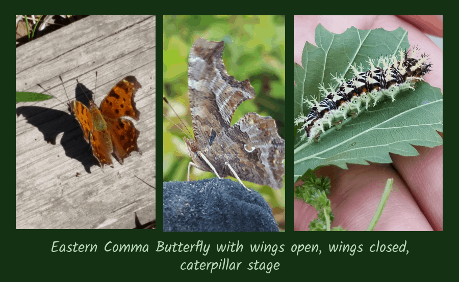 eastern comma butterfly 