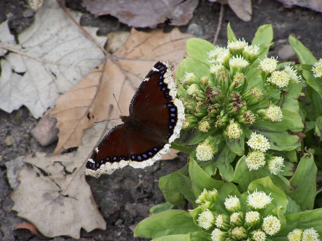 mourning cloak butterfly