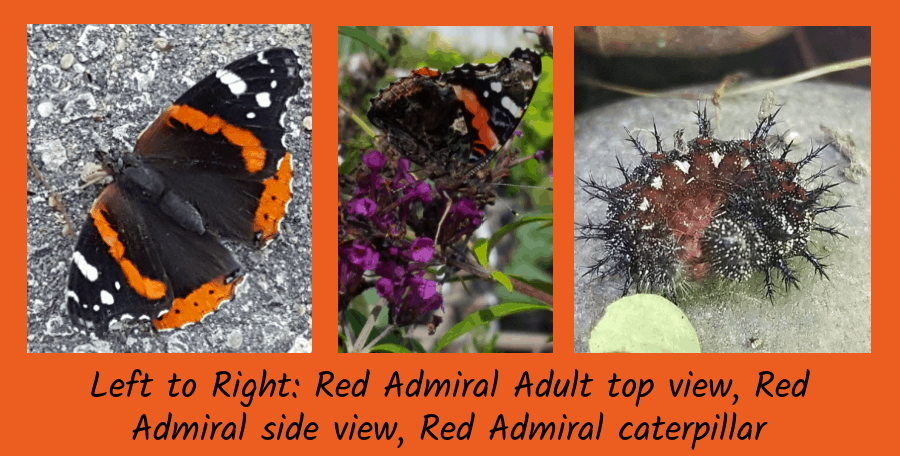 red admiral butterflies.