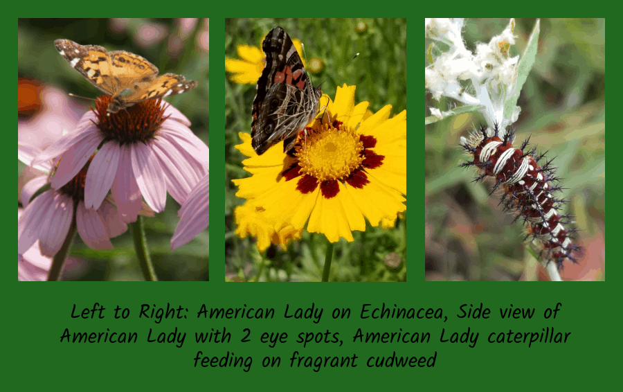 American lady butterfly stages
