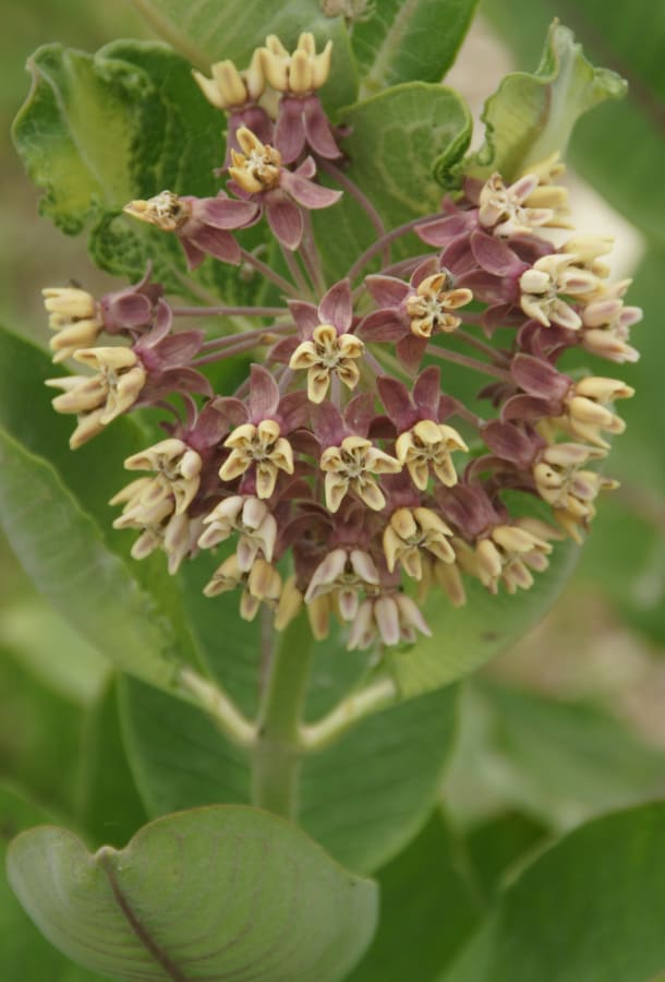 Common milkweed