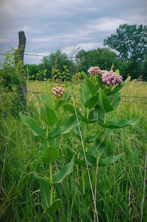 Sullivant's milkweed