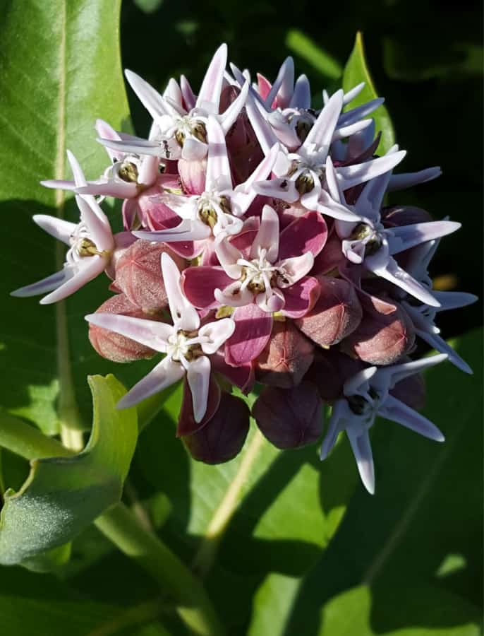 showy milkweed