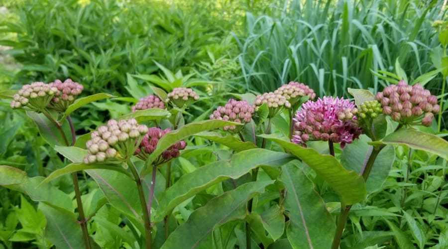 purple milkweed