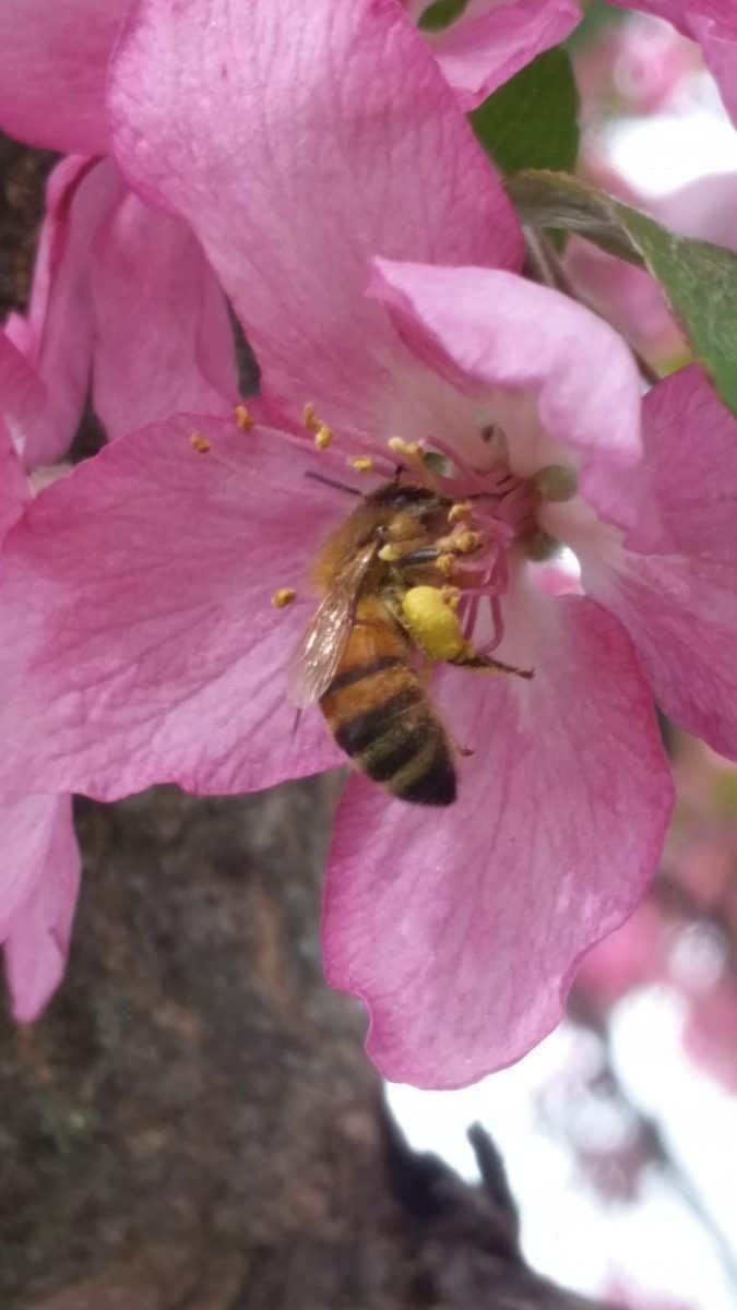 honeybee pollinating apple