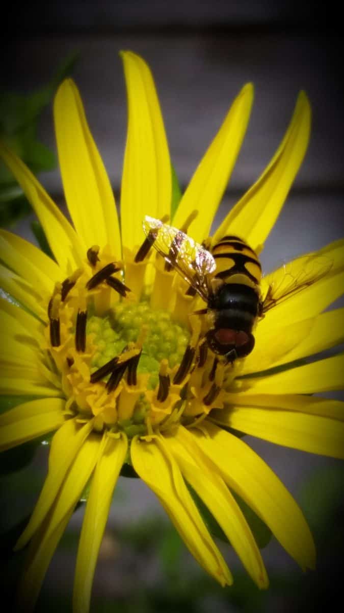 Transverse flower fly flying flower