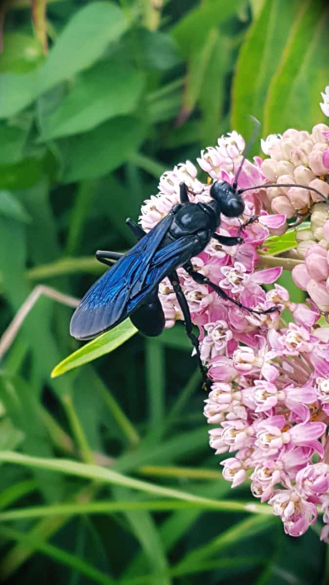 flying flower wasp