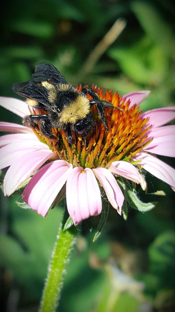 flying flower American bumblebee