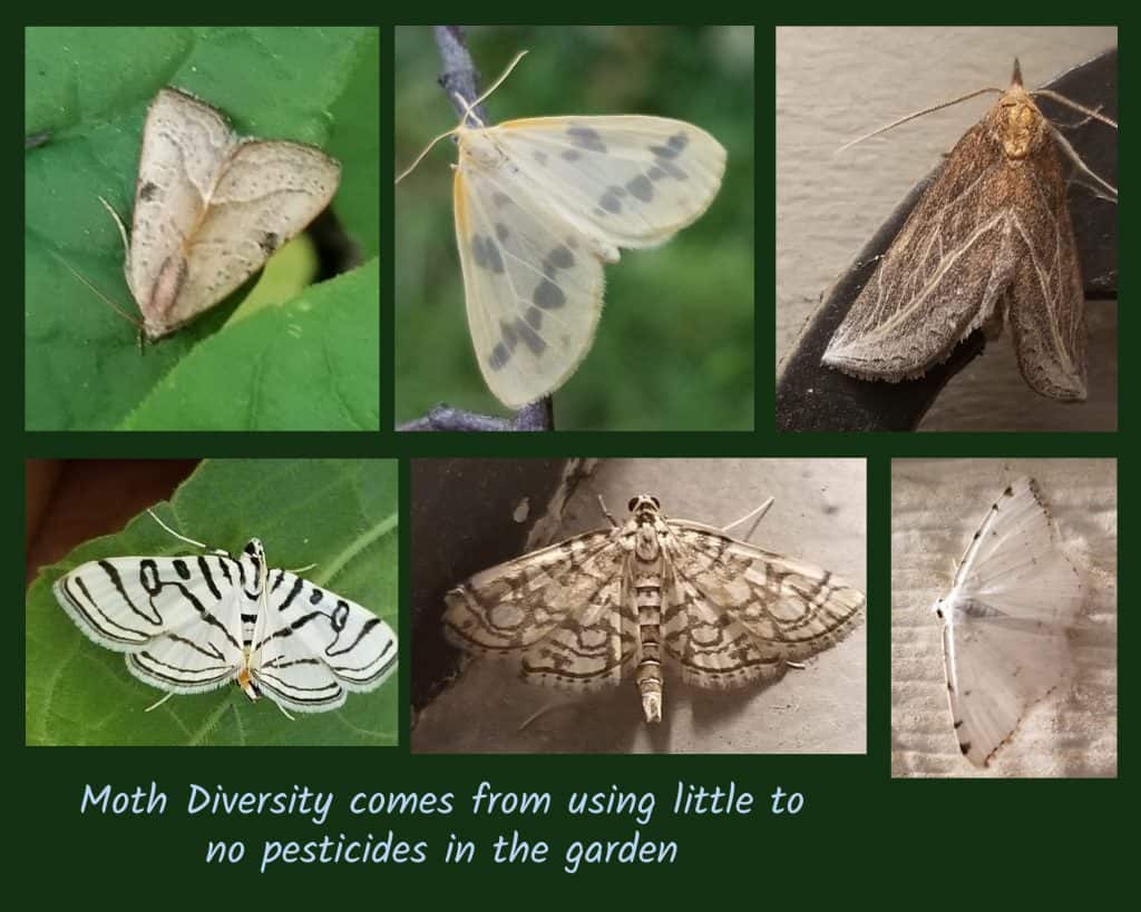 moth diversity in a pesticide free landscape