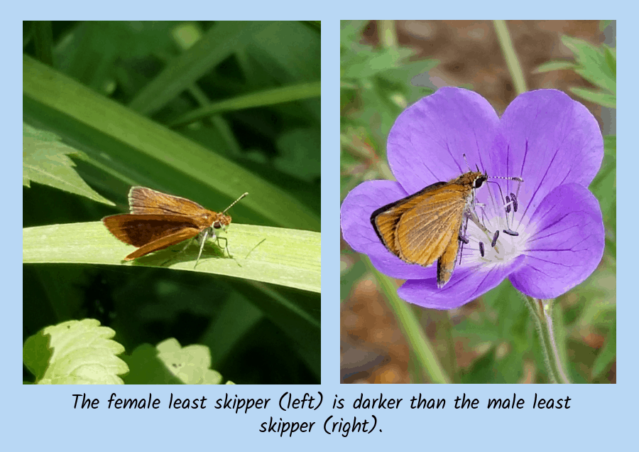least skipper