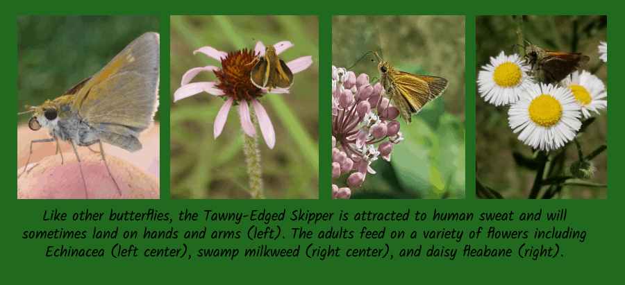 tawny-edged skipper