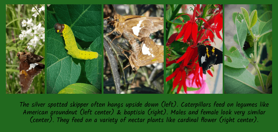 silver spotted skipper