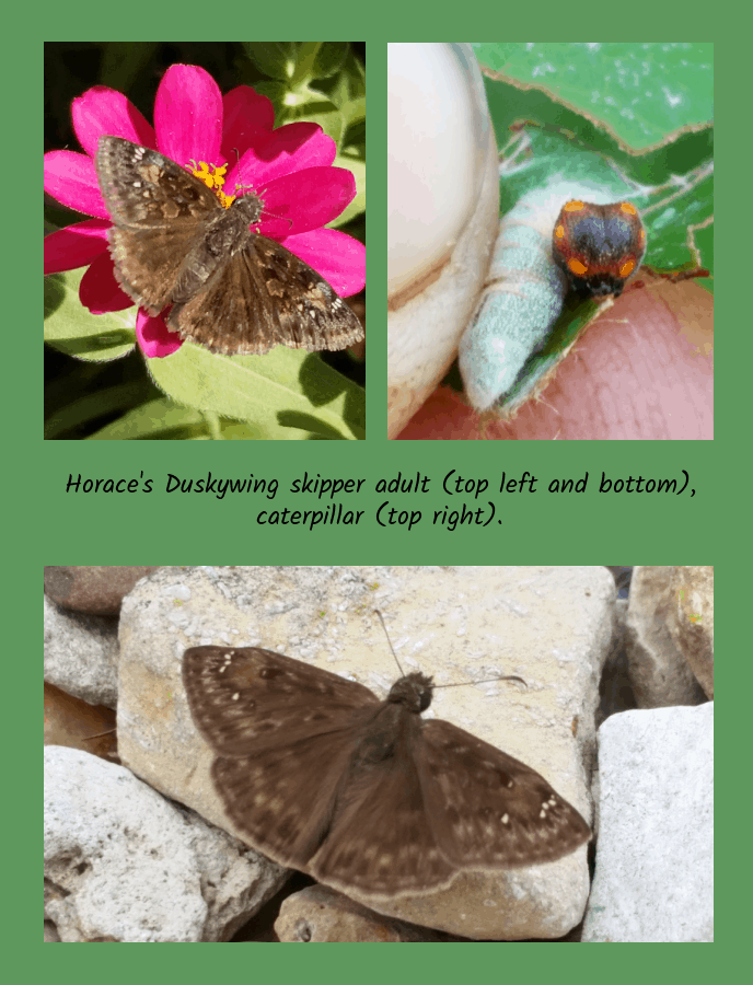 Horace's duskywing butterfly