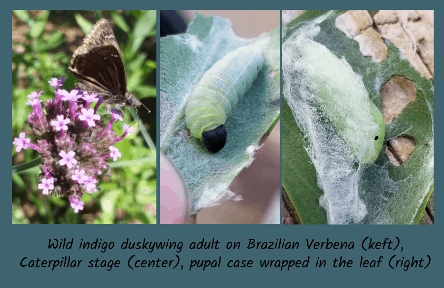 wild indigo duskywing