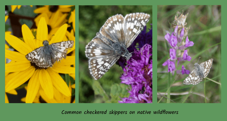 common checkered skipper