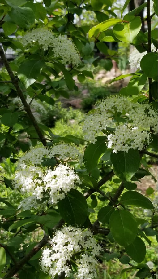 blackhaw viburnum