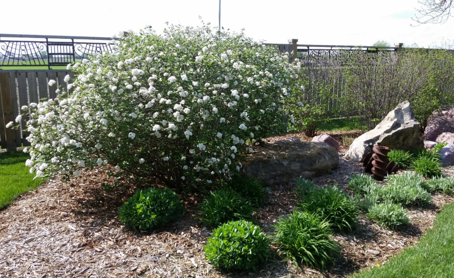 Korean Spice viburnum