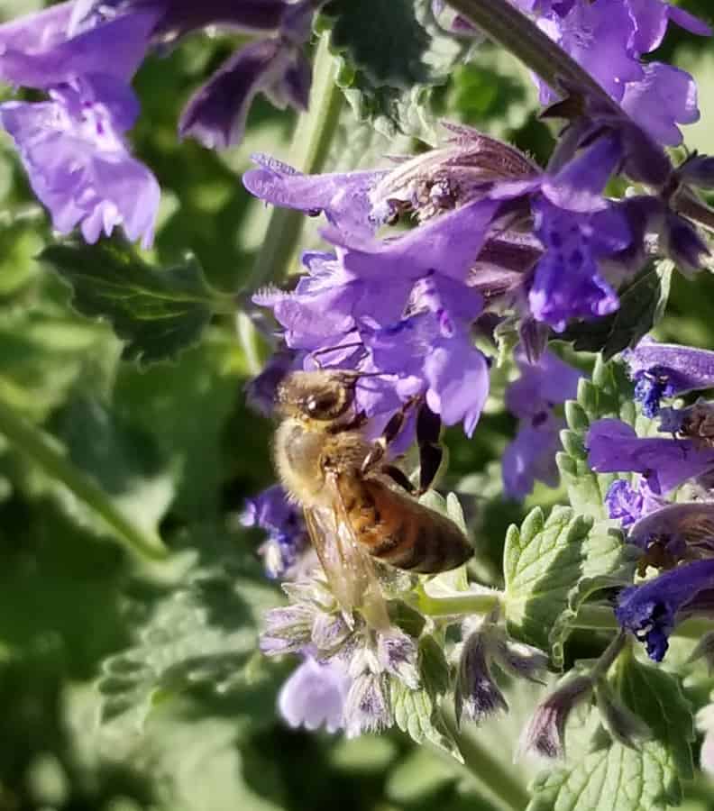 honeybees love catmint