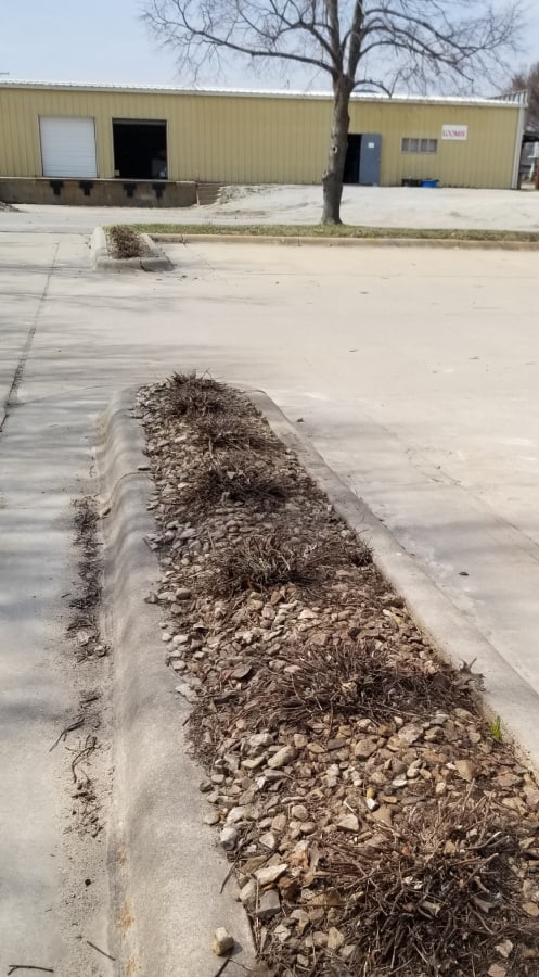 fall cutback of nepeta