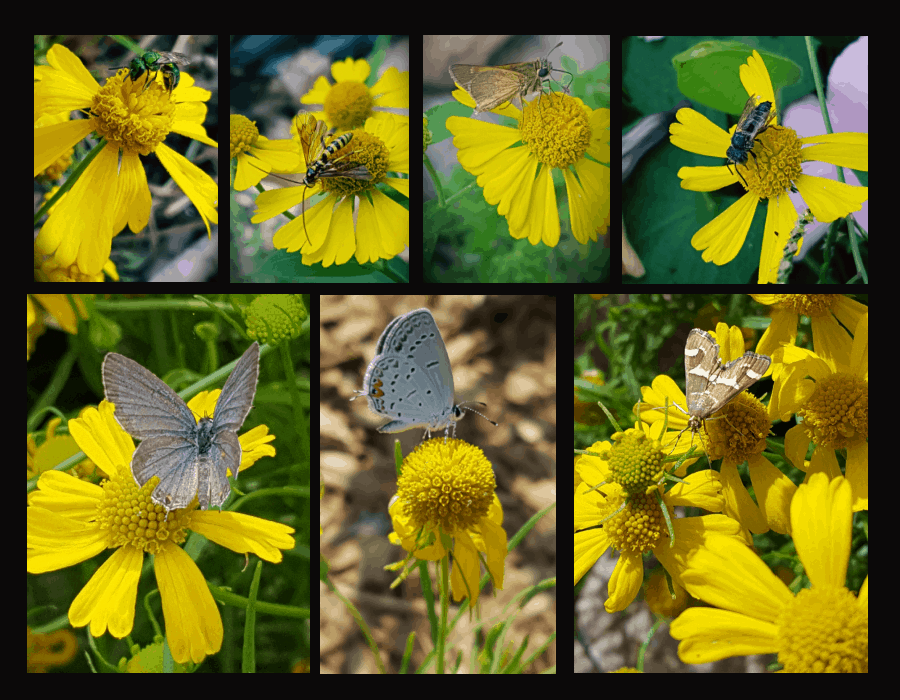 insect pollinators of Helenium Dakota Gold
