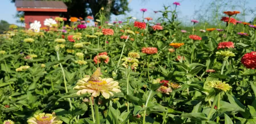 zinnias at Sunshine Hill