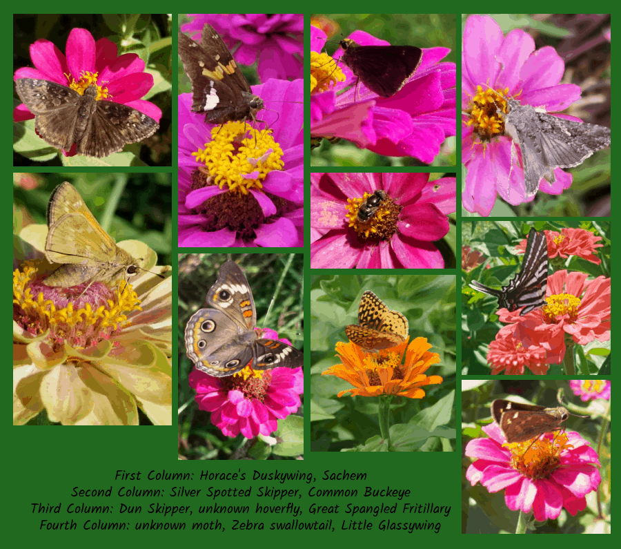 pollinators of zinnias