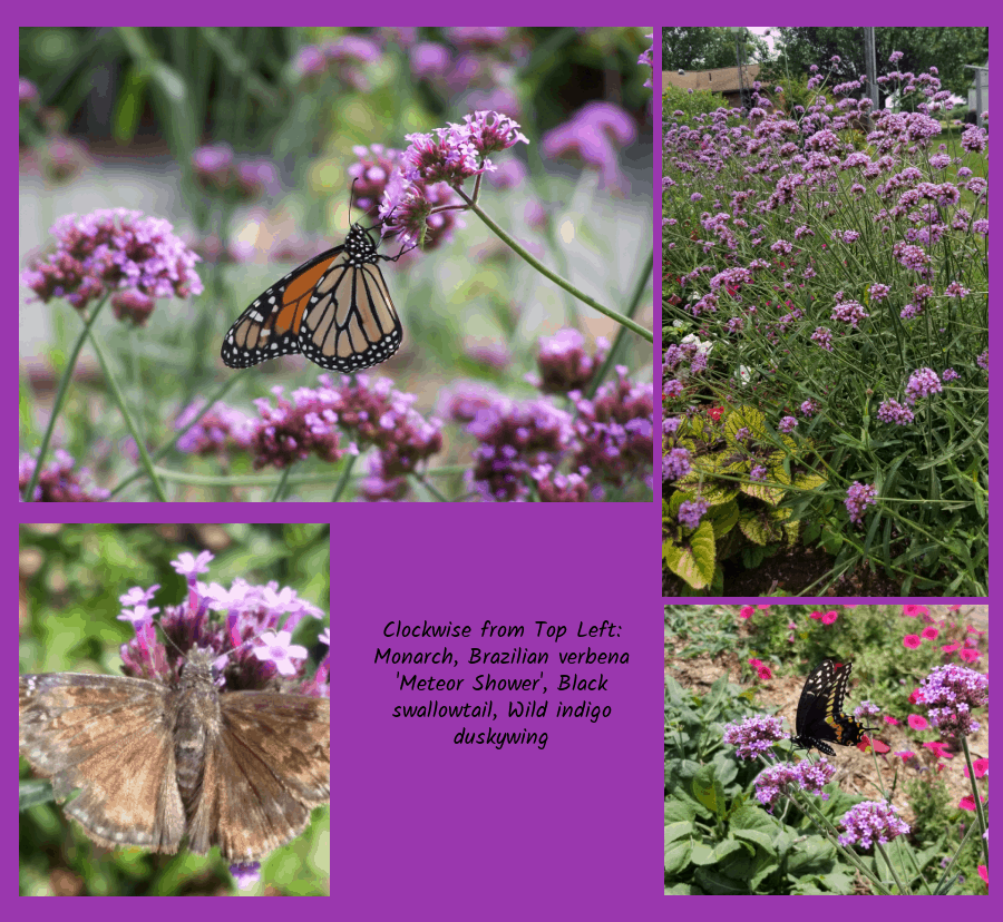 pollinators of verbena bonariensis