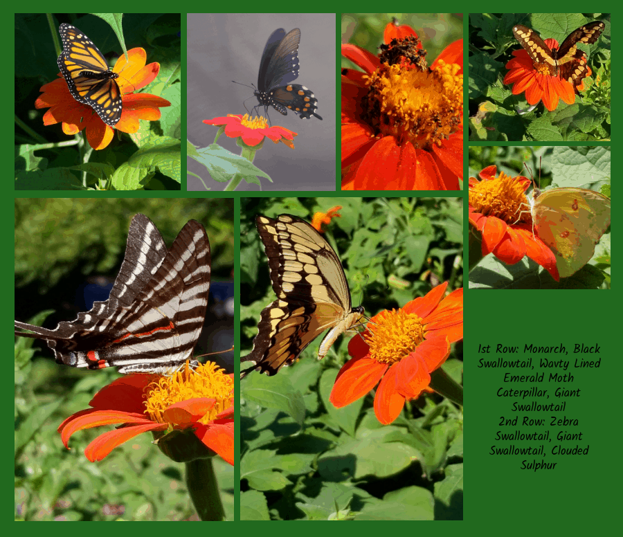 pollinators on tithonia