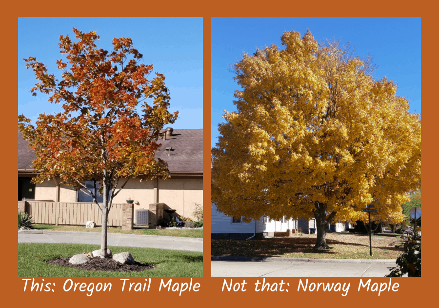 sugar maple versus invasive norway maple