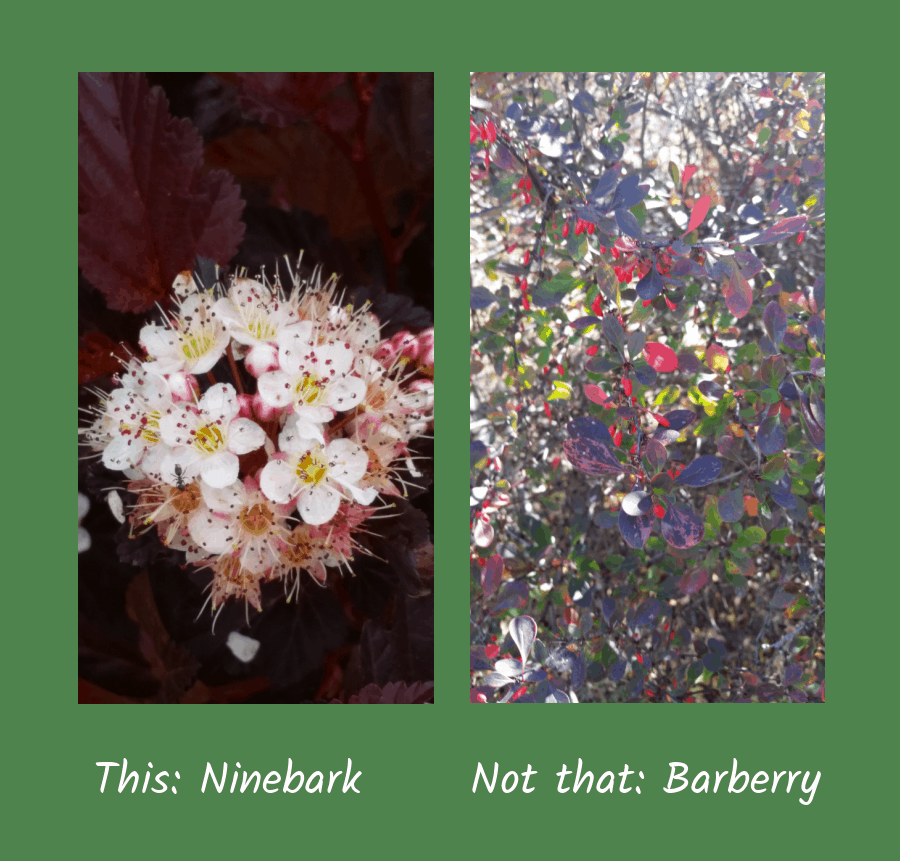 ninebark versus barberry