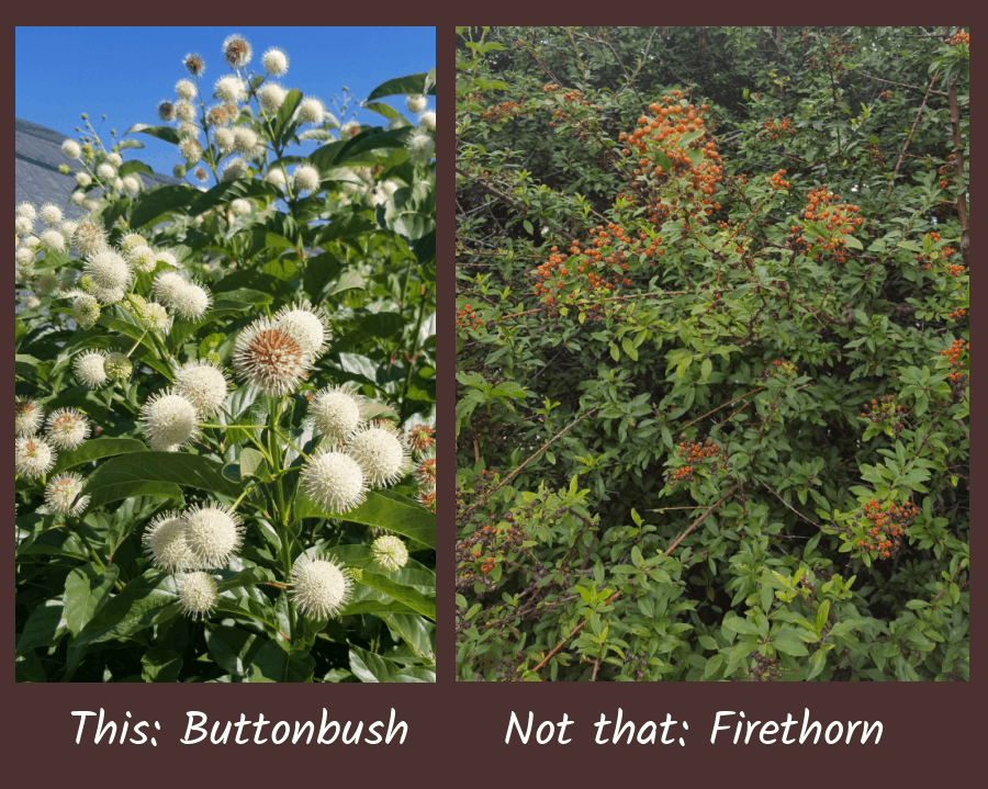 buttonbush versus firethorn