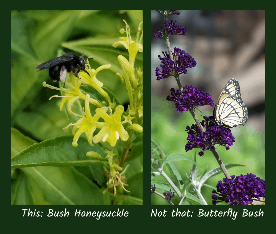 diervilla versus buddleia