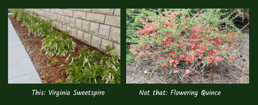 sweetspire versus quince