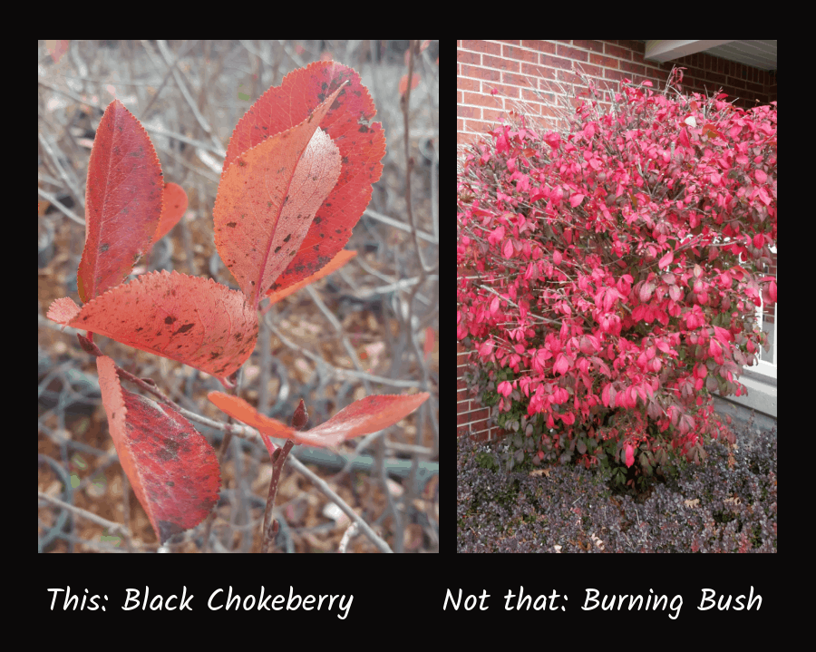 black chokeberry versus invasive burning bush